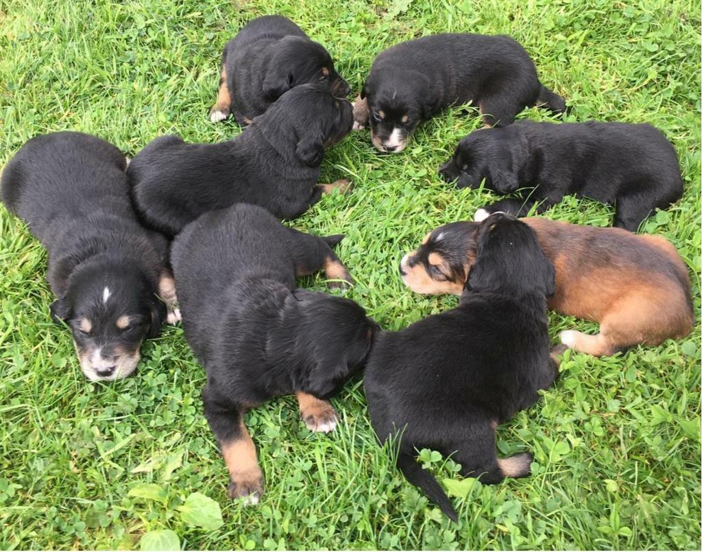 red setter cross collie